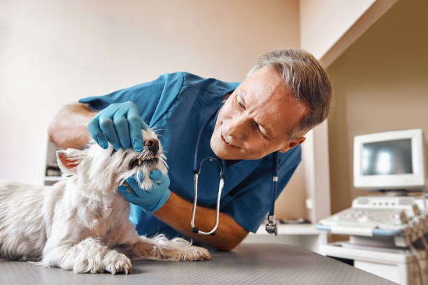 Best Emergency Denture Repair in Leilani Estates, HI